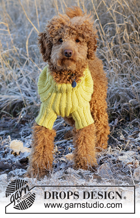 Mr. Sunshine / DROPS 228-55 - Strikket genser til hund i DROPS Alaska. Arbeidet strikkes i vrangbord. 
Størrelse XS - M.
