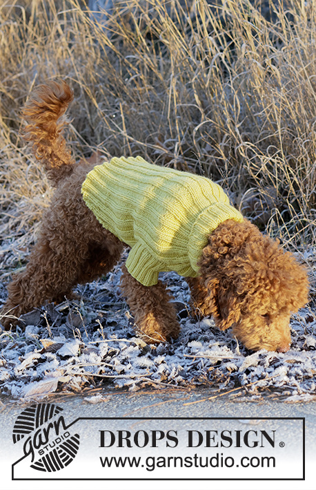Mr. Sunshine / DROPS 228-55 - Kötött pulóver kutyáknak DROPS Alaska fonalból. A darabot bordás mintával kötjük Méretek: XS- M méretben